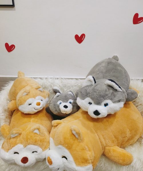 Chó Bông Husky Xám Nằm